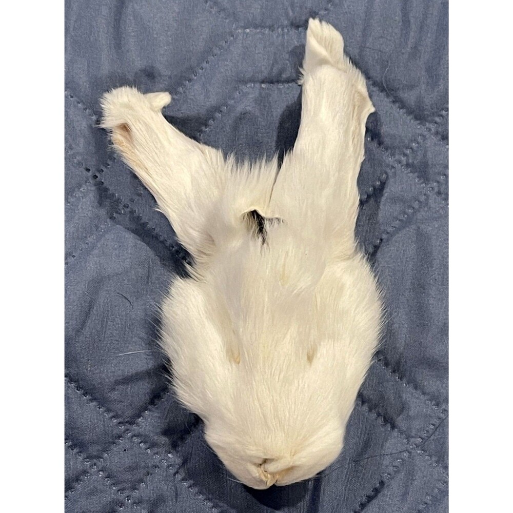 Genuine White Rabbit Face Cream Pelt Real Fur Taxidermy Oddities Curios Craft